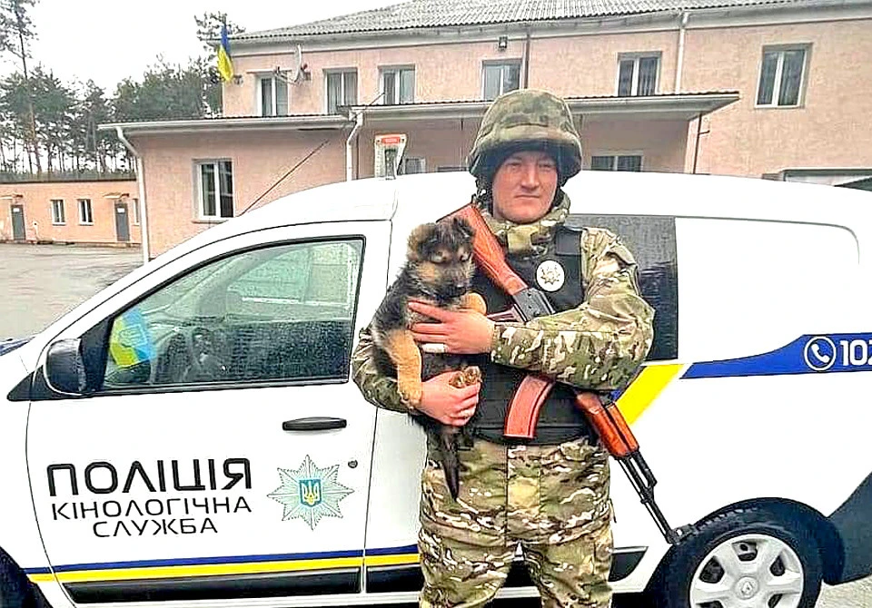 вівчарка
