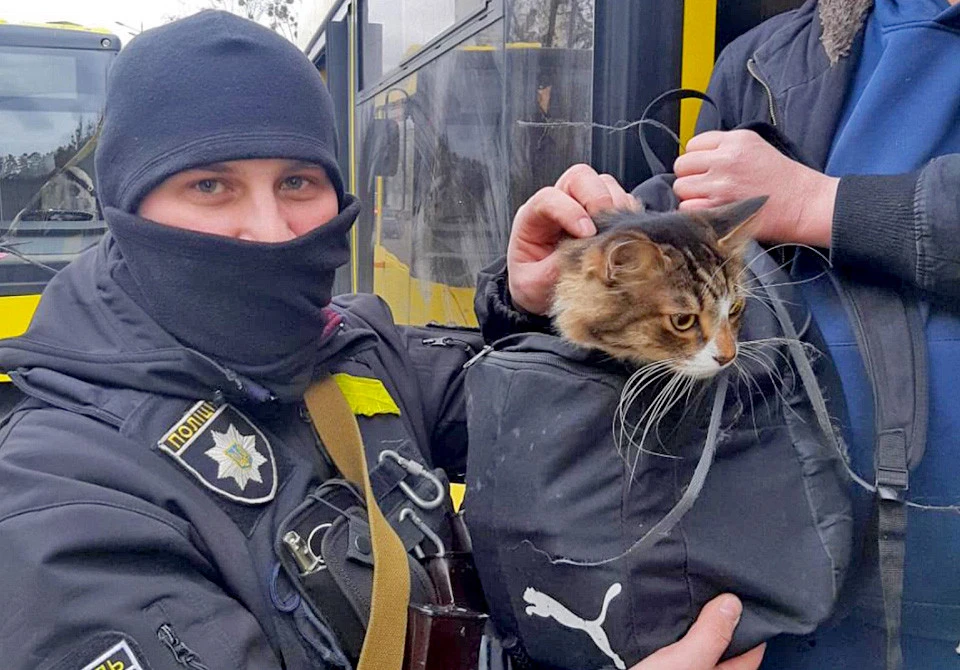 війна тварини