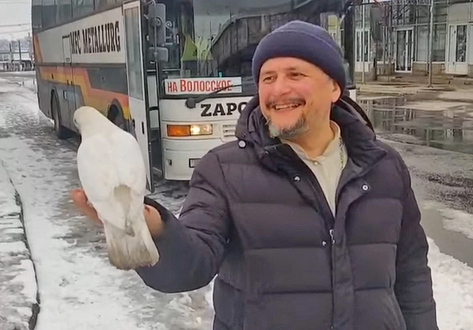 голуб