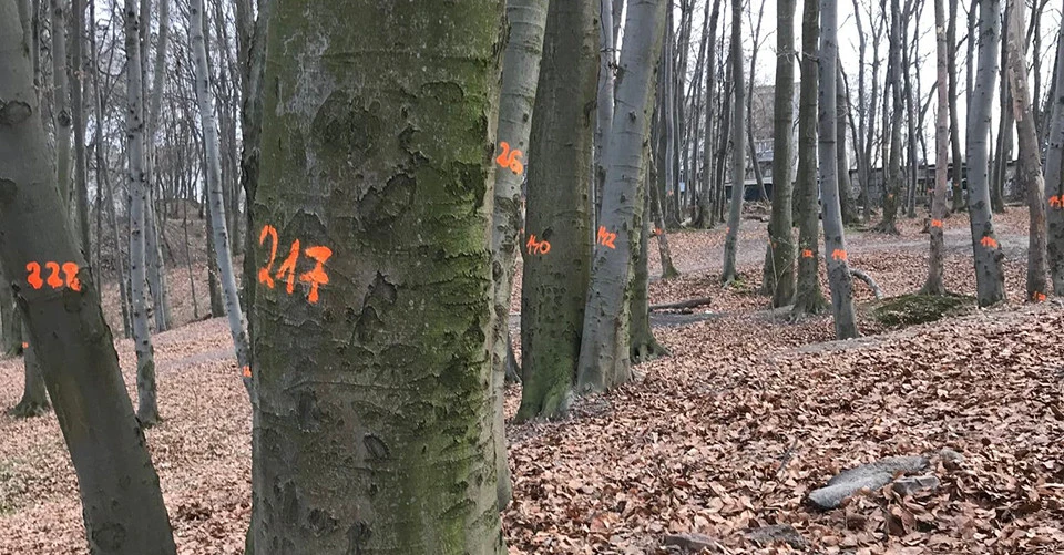 Нумерація дерев у парку Погулянка. Львів
