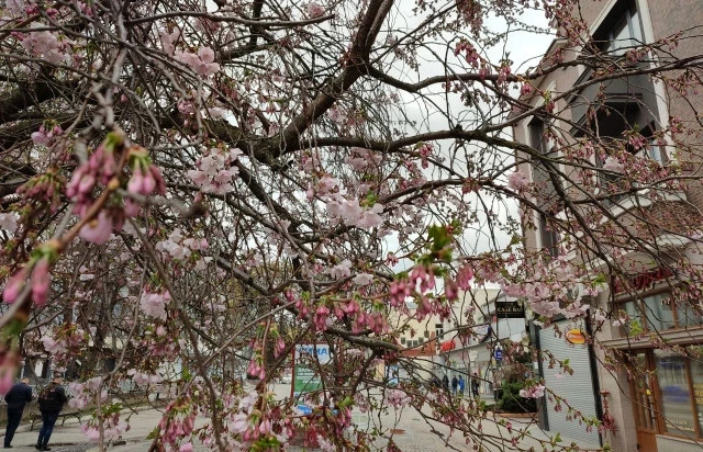 сакура