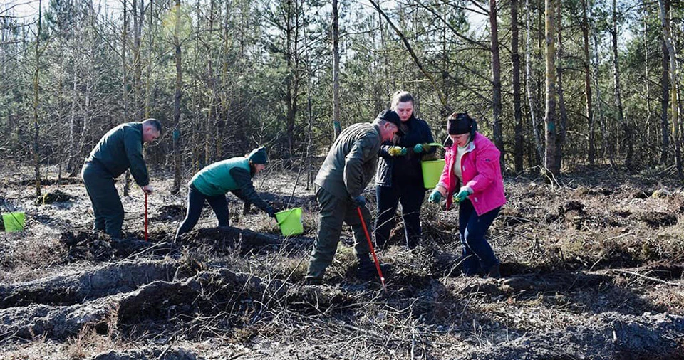 Висаджування лісів на Волині тимчасовими переселенцями
