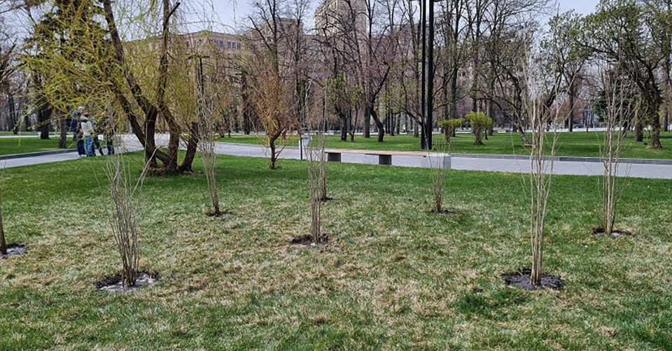 Саджанці гібіскусу у Харкові