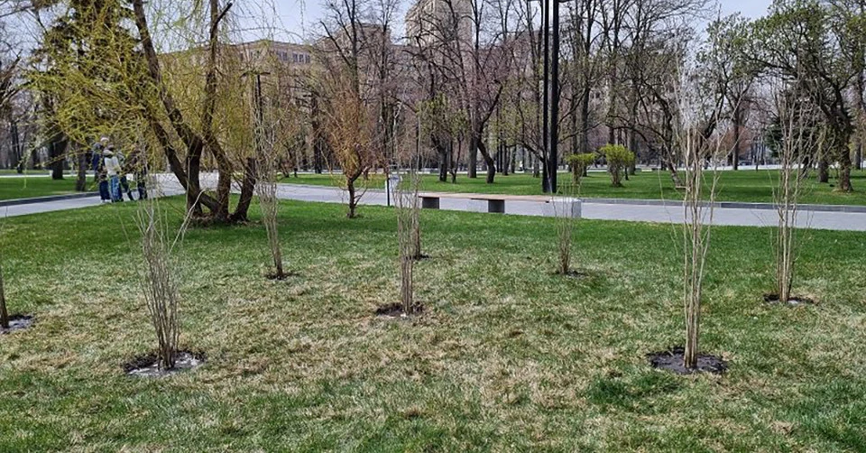 Саджанці гібіскусу у Харкові