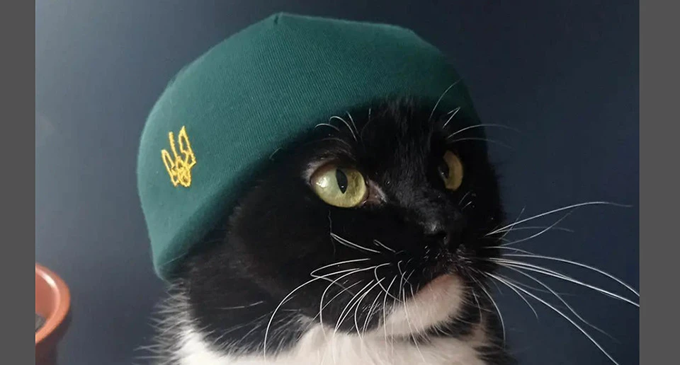 Кіт Бандера