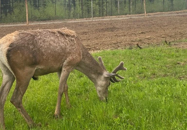 Олень у Берегометівському вольєрі