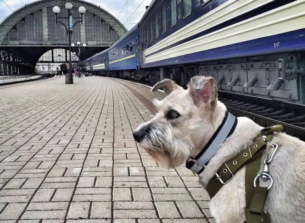 Хвостата рятувальниця Ніколь