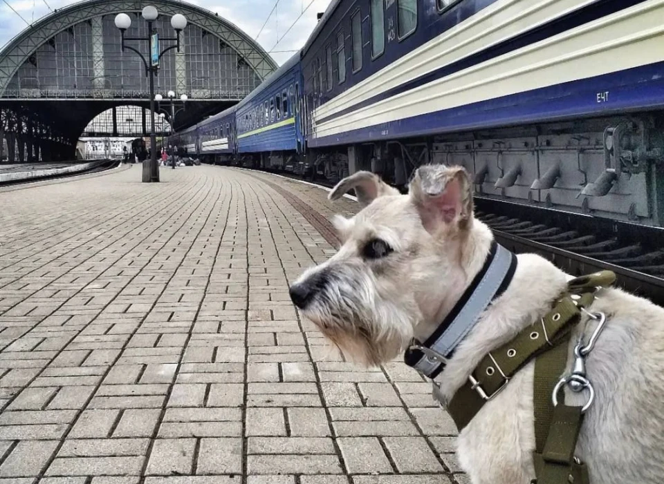 Хвостата рятувальниця Ніколь