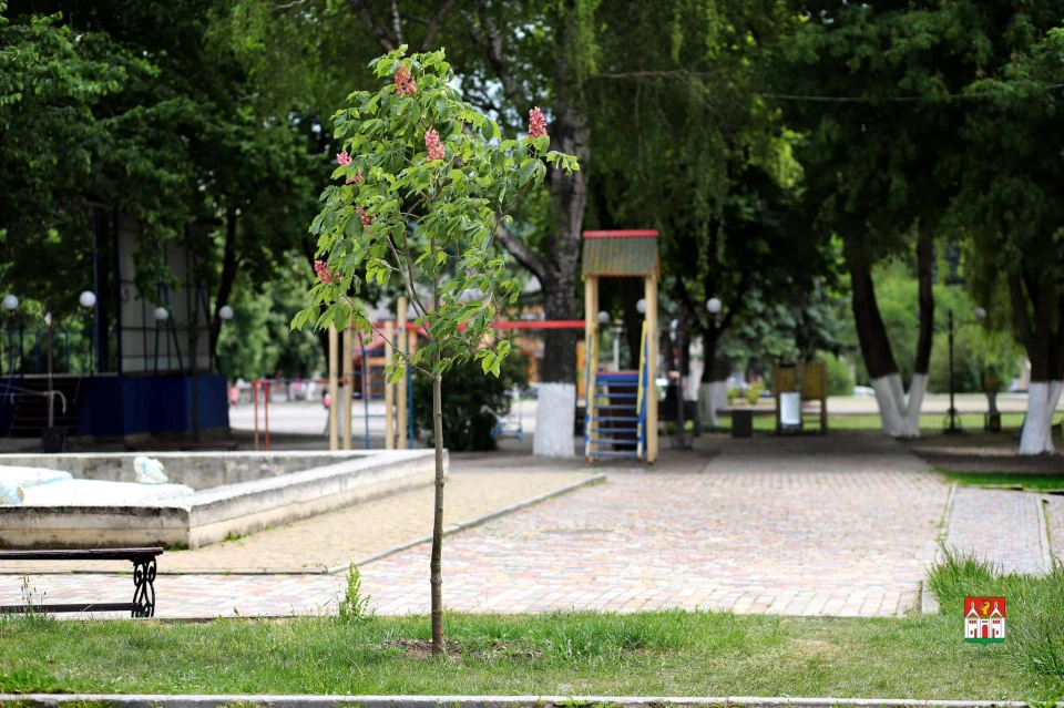 каштани
