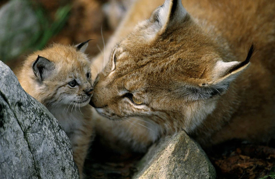 https://static.espreso.tv/uploads/photobank/243000_244000/243644_staffan_widstrand___wwf_lynx_cover__1_of_1__693511_new_960x500_0.webp