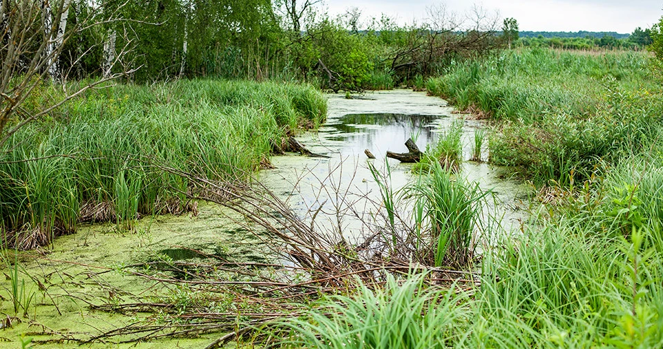 Заказник "Торфовище Білогорща"