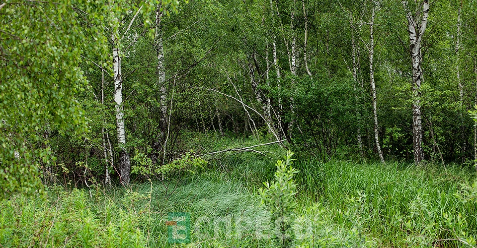 Заказник "Торфовище Білогорща"