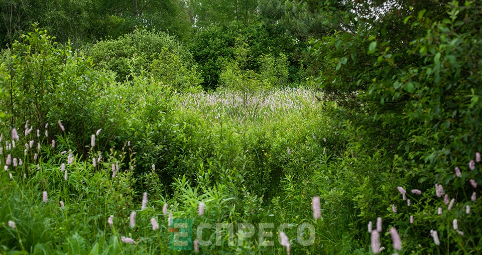 Заказник "Торфовище Білогорща"