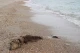 На фото погибший дельфин