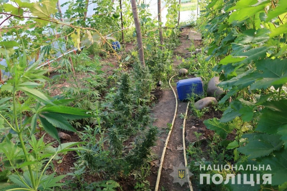 Вирощування коноплі