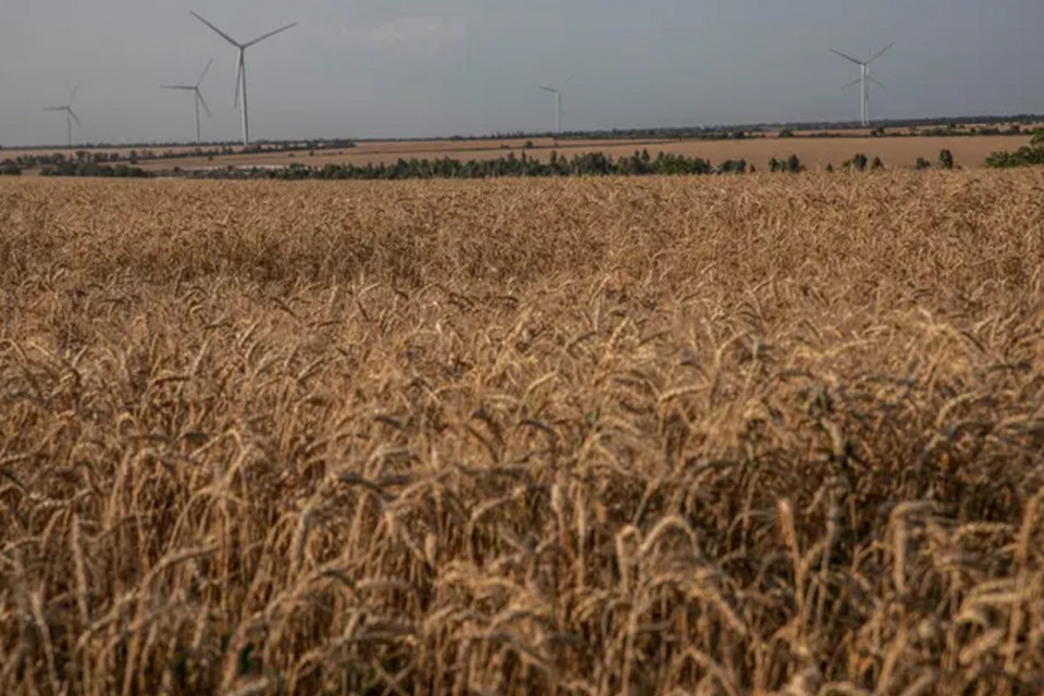 На фото українське поле пшениці