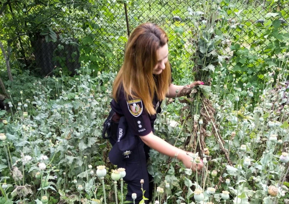 Плантація маку