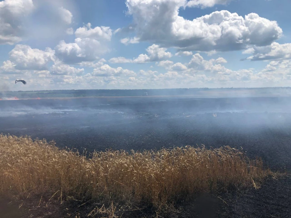 На Харківщині рашисти цілеспрямовано знищують поля