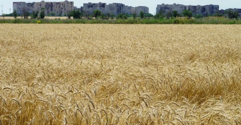 зерно поле пшениця