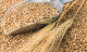 Зерно ячменя - Ілюстротавни фото