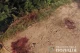 Умисне вбивство