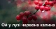 Ой у лузі червона калина