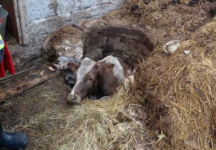 Корова у вигрібній ямі
