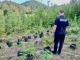 На Косівщині чоловік вирощував коноплю в лісопосадці