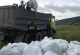 Вилучені коноплі