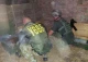 На Київщині в зоні відчуження виявили сховище зі зброєю та боєприпасами російських загарбників