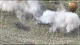 На Харківщині українські військовослужбовці вивели з ладу ворожий бронетранспортер