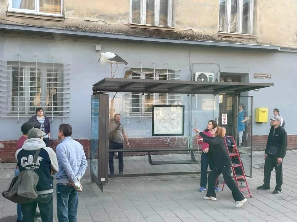 Молодий лелека кілька днів привертав до себе увагу на вулицях Львова