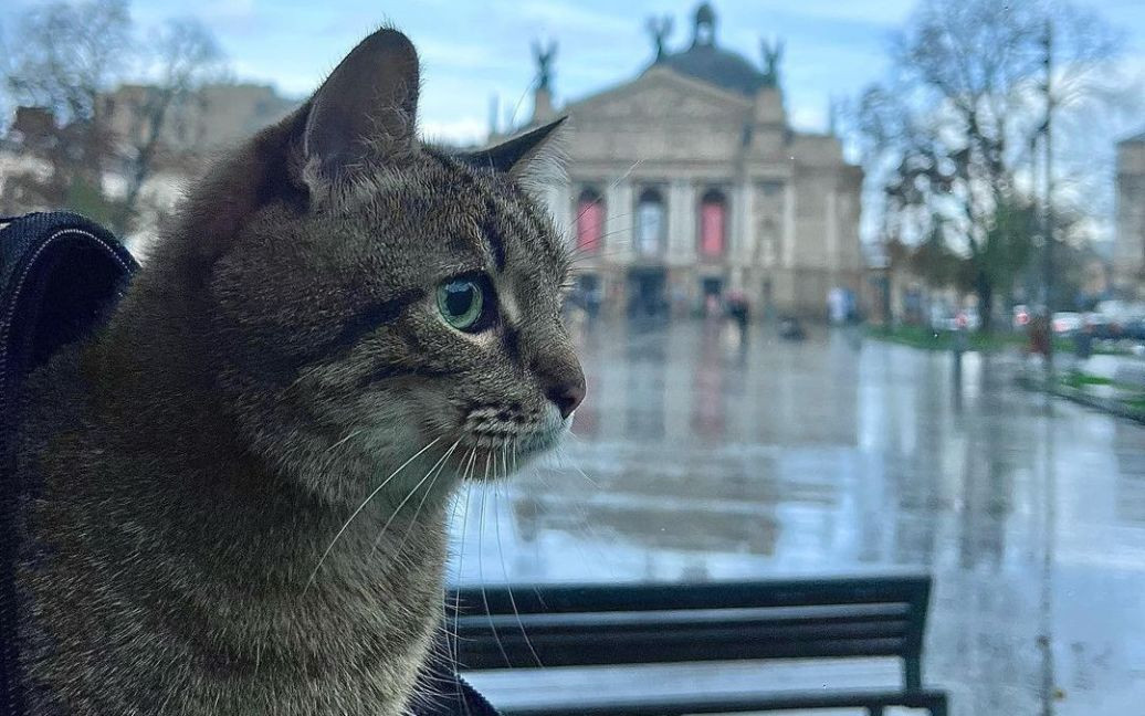 кіт степан