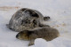 На антарктичній станції "Вернадський" визначилися з іменами для новонароджених тюленят