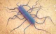 Listeria monocytogenes