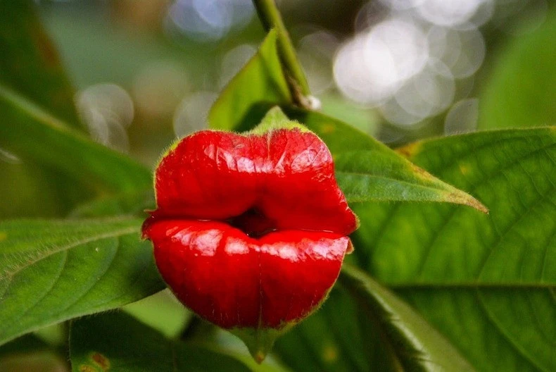 Ілюстративне фото. На фото рослина Psychotria elata