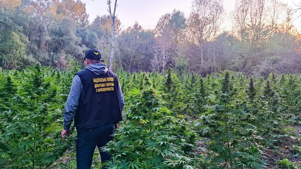 Плантація коноплі