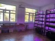 мікрозелень
