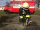 Звільнення козеняти