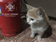 кіт у Пункті незламності