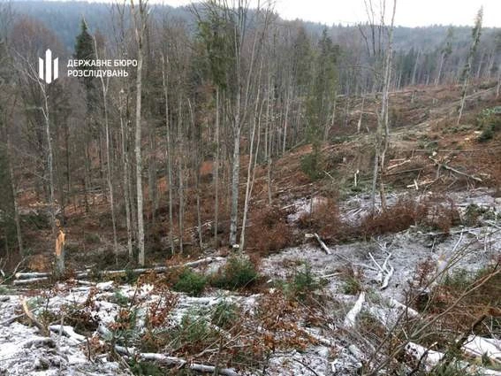 вирубка лісів на Закарпатті