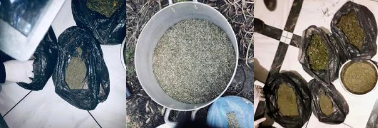 коноплі