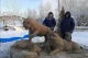 Скульптури з гною у Росії