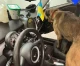 На кордоні з Польщею вівчарка знайшла в авто киянина 1,5 кг кокаїну