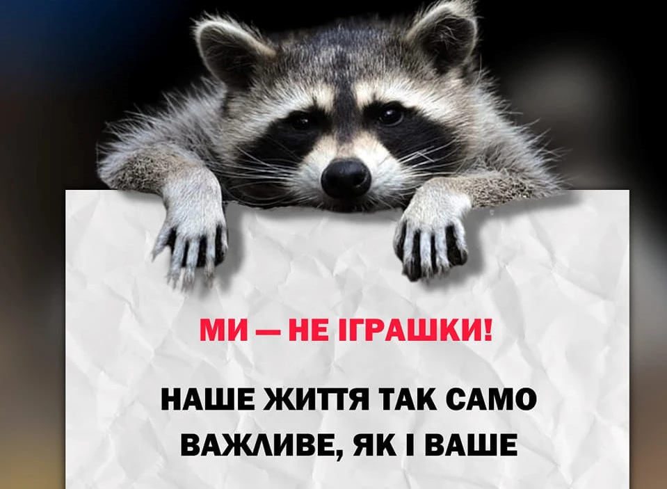 єнот