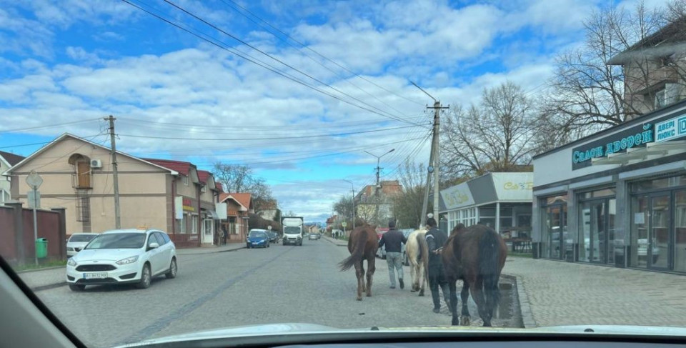 коні в Мукачеві