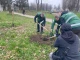 Алея Незламності, дуб Шевченка