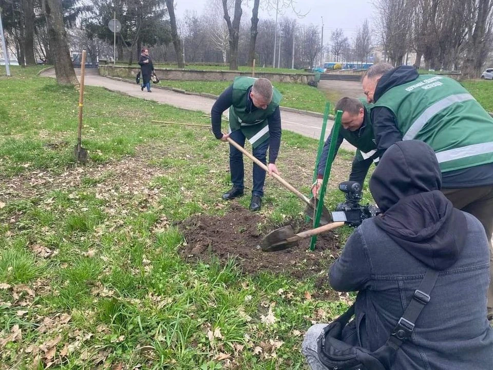 Алея Незламності, дуб Шевченка