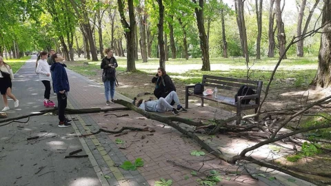 гілка, що травмувала чоловіка
