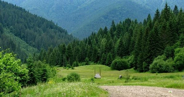 землі лісового фонду